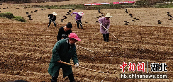 今日恩施小土豆价格「恩施富硒小土豆简介」