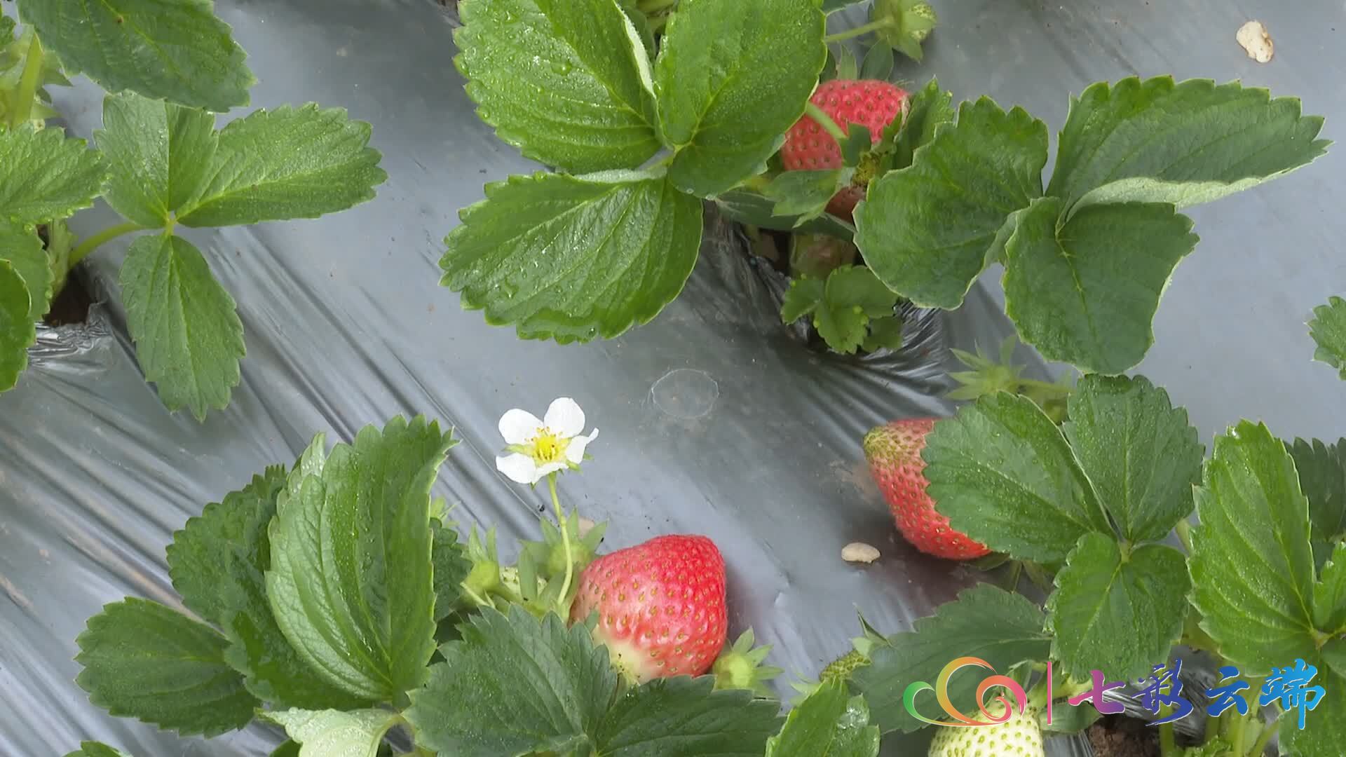 玉溪今日草莓价格，丹东草莓价格今日价