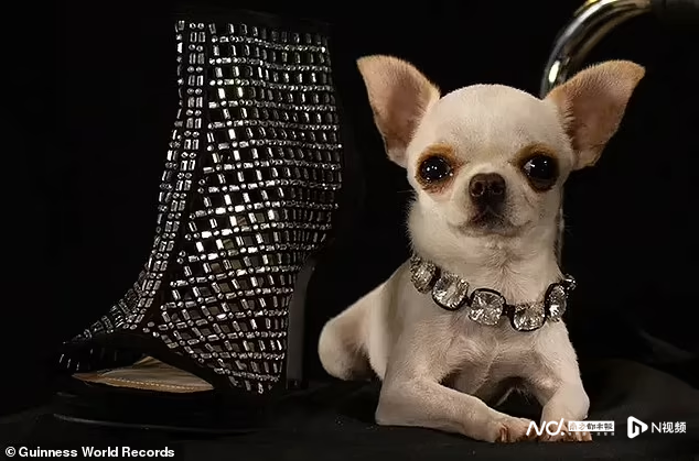 吉尼斯世界纪录最小的狗(世界最小狗：吉娃娃“珍珠”身高9.14厘米，体重553克)