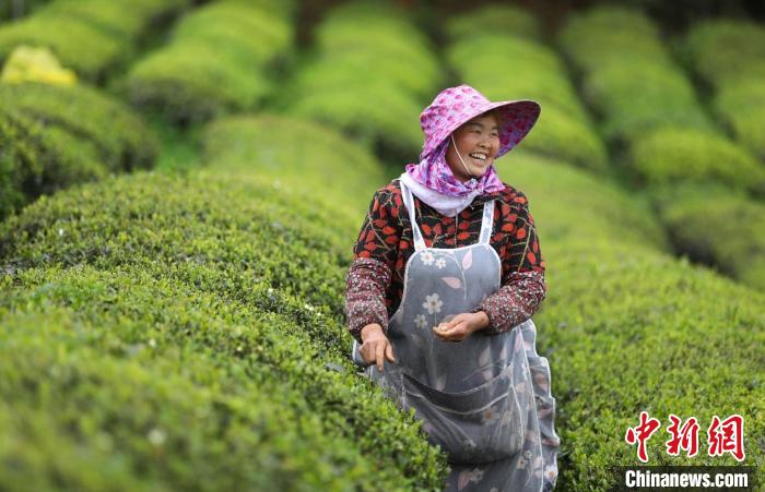 贵州石阡：千年苔茶焕新机 “绿叶子”鼓起“钱袋子”