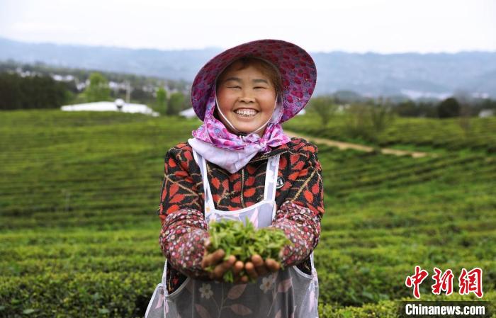 贵州石阡：千年苔茶焕新机 “绿叶子”鼓起“钱袋子”