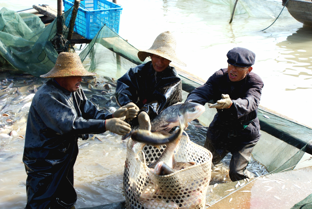 天长：高邮湖畔风光美｜520安徽文旅惠民消费季