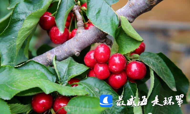 威海市环翠区：又大又红的樱桃熟了 快来尝尝