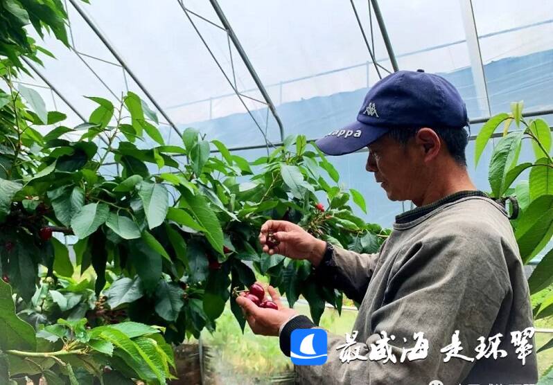 威海市环翠区：又大又红的樱桃熟了 快来尝尝