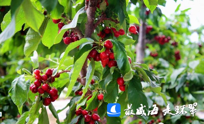 威海市环翠区：又大又红的樱桃熟了 快来尝尝