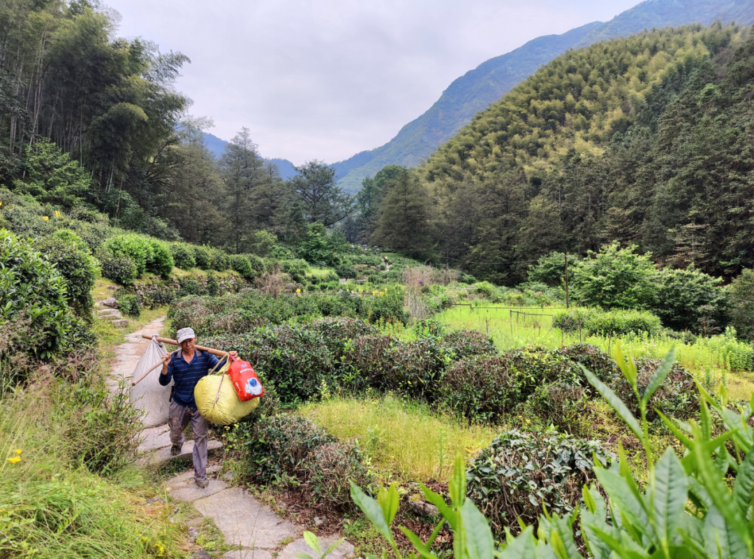 【黄山市域边界行】新安源头绘新景