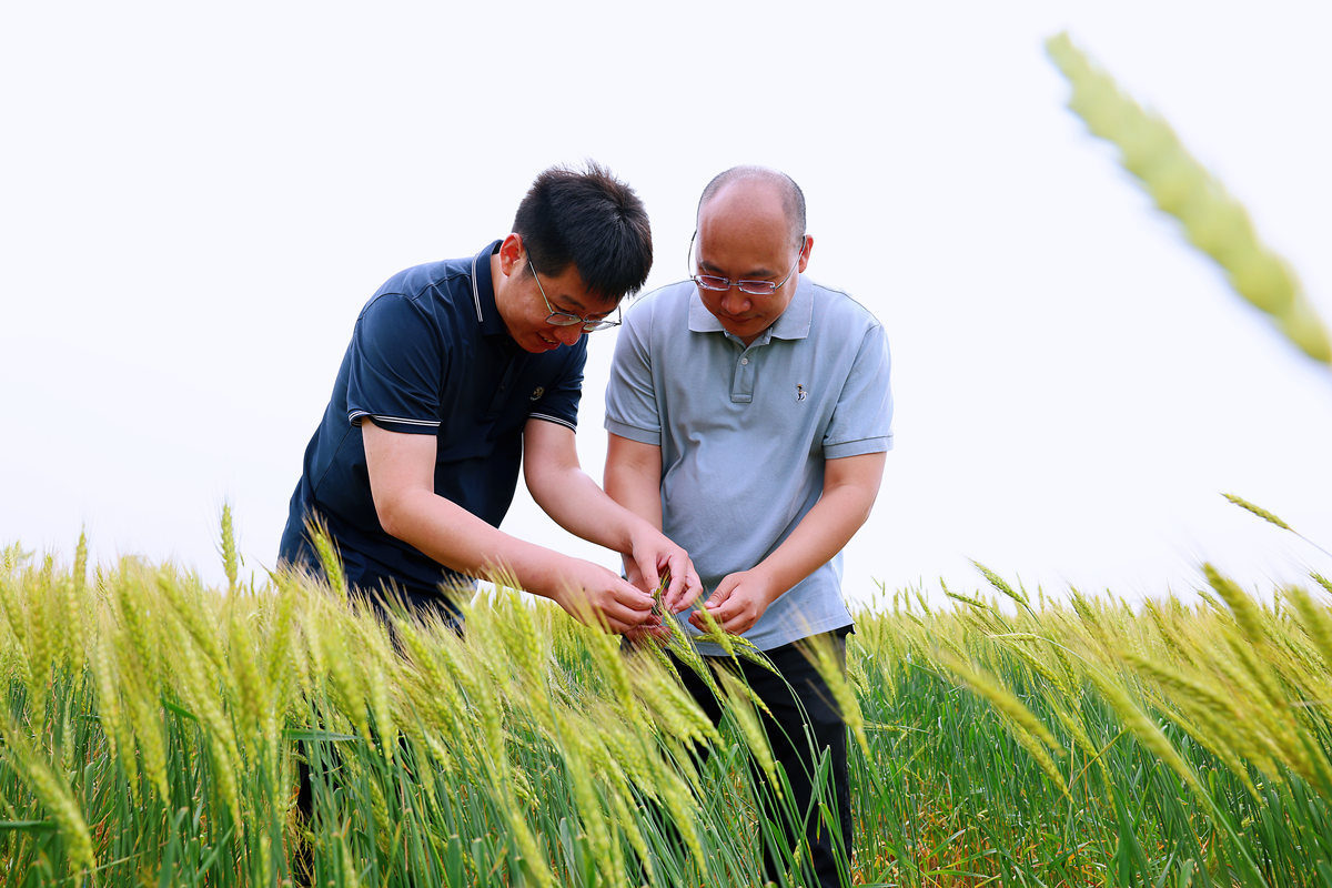 旱碱麦丰收在望！河北沧州：盐碱地“变身”大粮仓