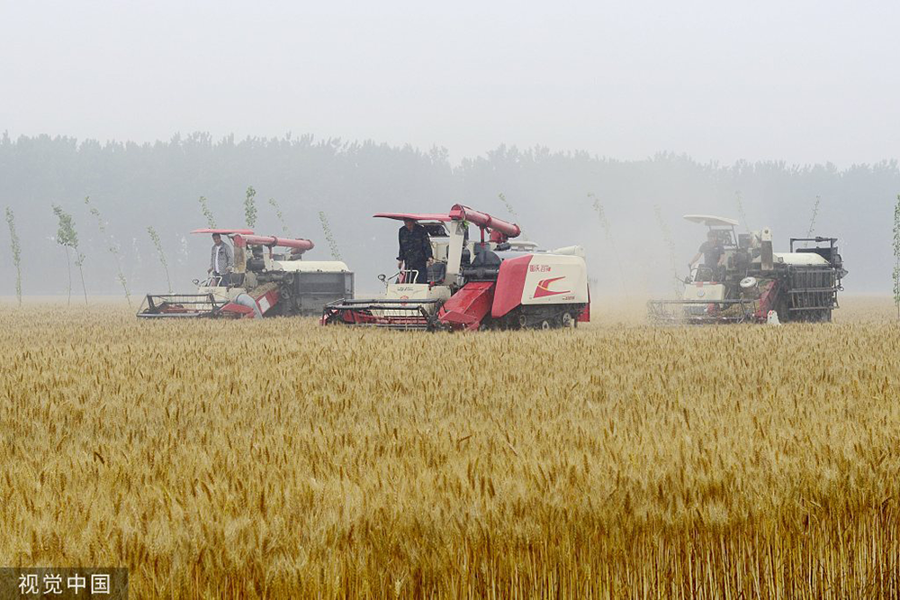 “烂场雨”打乱河南部分地区小麦成熟收获节奏，对小麦价格有何影响？