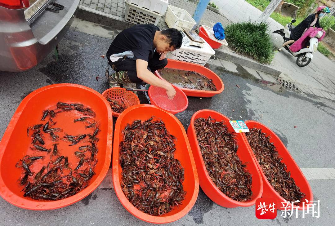 今日一两龙虾价格表（洪湖今日龙虾价格）