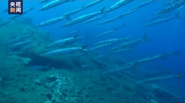 鱼类：泰国和美国两地大量鱼类死亡