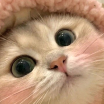 热心咖啡gL