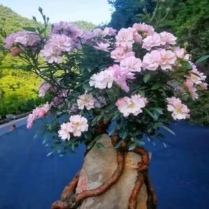 王传富（王传福经历）(王传福早年经历)