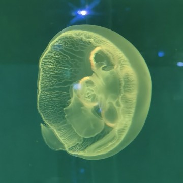 子木3359