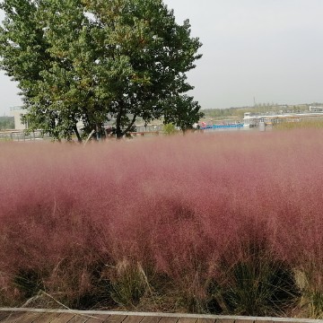 多罗扎西