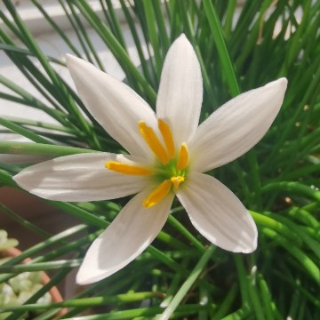 逐风而来的沙