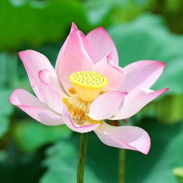 责渗入心