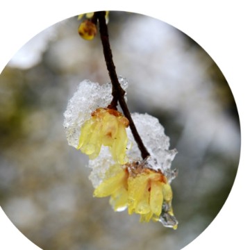 傲雪寒梅AYQa