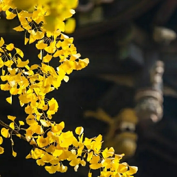 浮世清欢远芳华