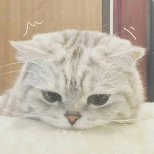 番茄4393246930502028