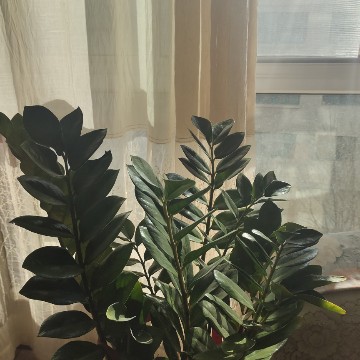 月下僧7