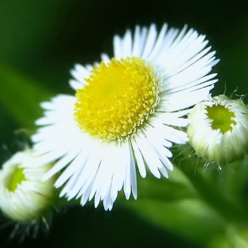 阳光下的小雏菊LOVE