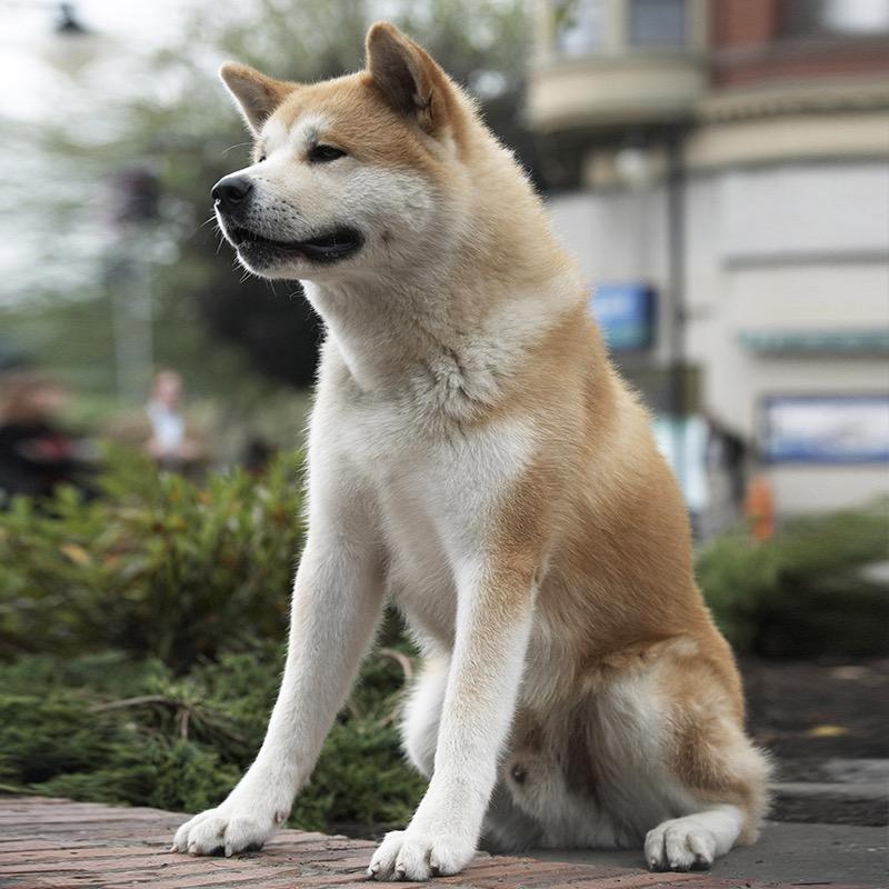 瘋狂的宠物