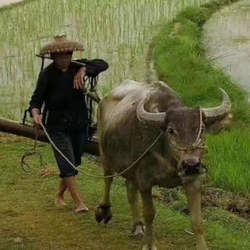 龙在江湖dwl