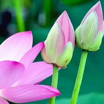 乘风破浪Vv