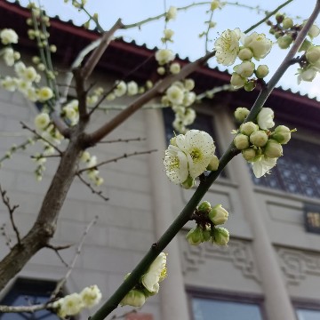 不凡枫叶Zu