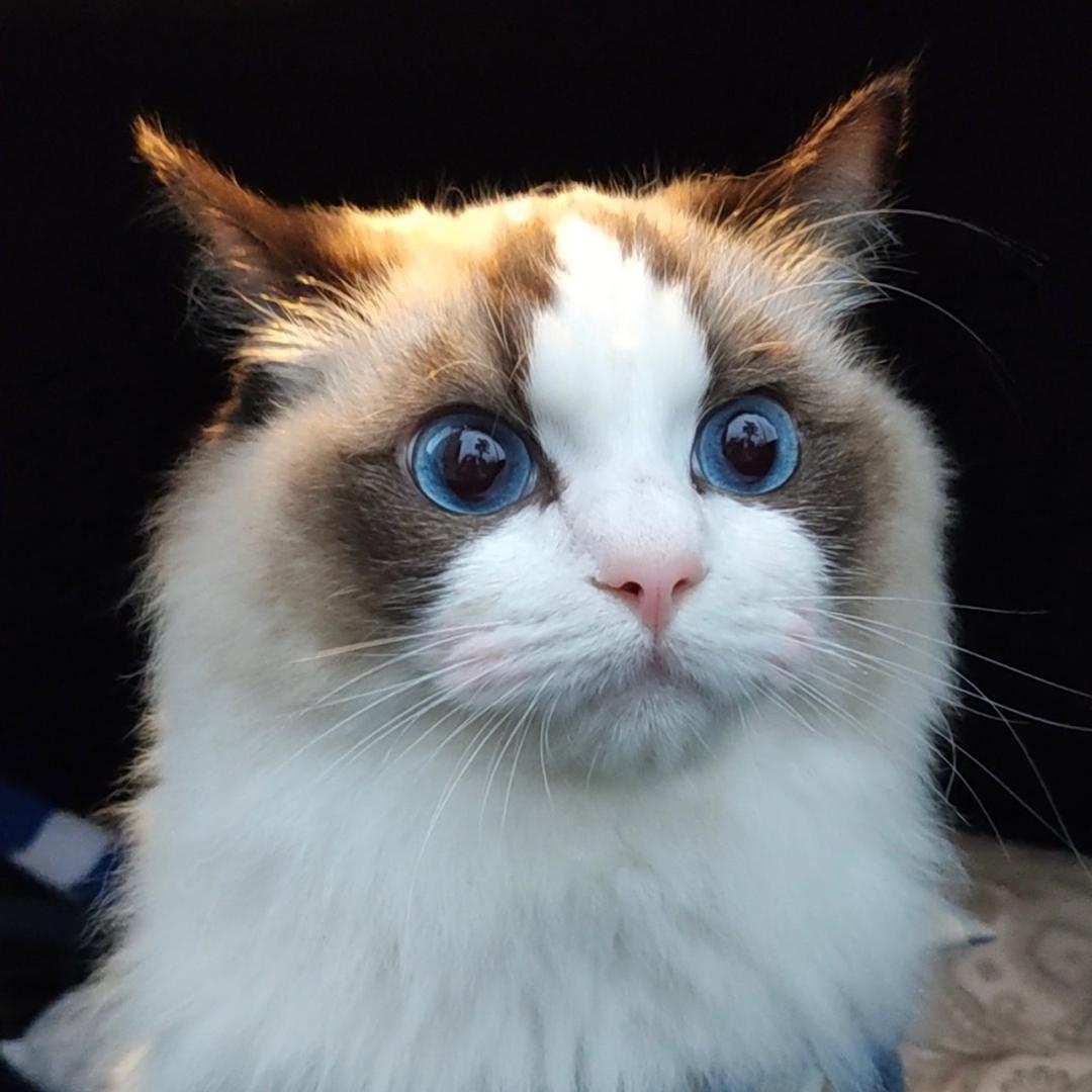 宠物家庭3