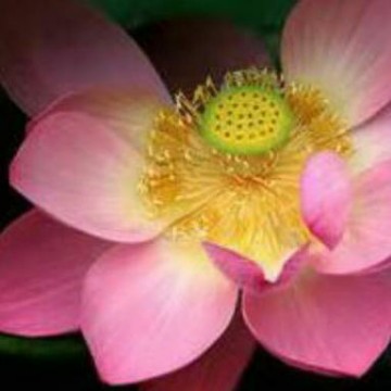 活泼孔明后裔