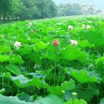 use气吞万里如虎