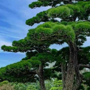 睿智秋实春华