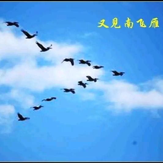 大理河浪花y
