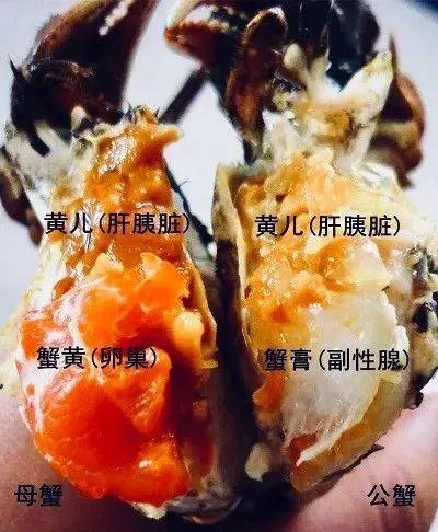 大闸蟹吃什么食物，大闸蟹喜欢吃什么食物（你吃大闸蟹的时候）
