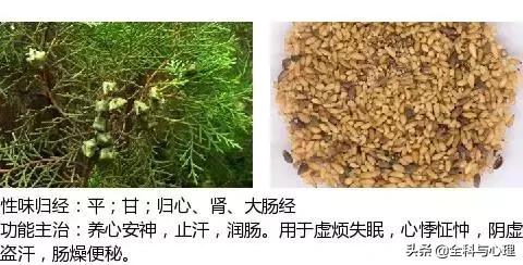 鸡肠风的功效与作用，史上最全中草药图谱