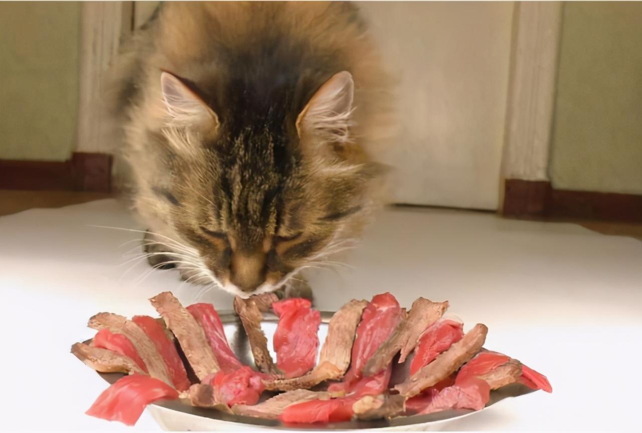 这6种食物,猫咪很爱吃,别让它在旁边流口水