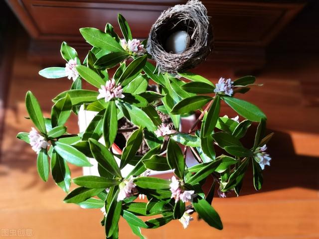 金边瑞香的形态特征和栽培技术详解，金边瑞香的栽培方法（开花满院子飘香）