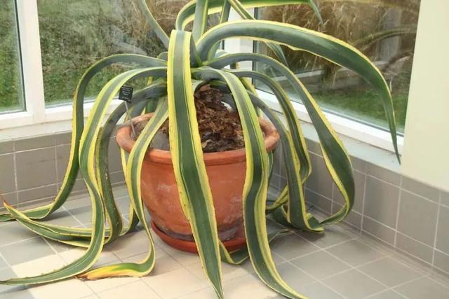 盆栽植物怎么养，家里养盆栽绿植掌握这几个秘诀