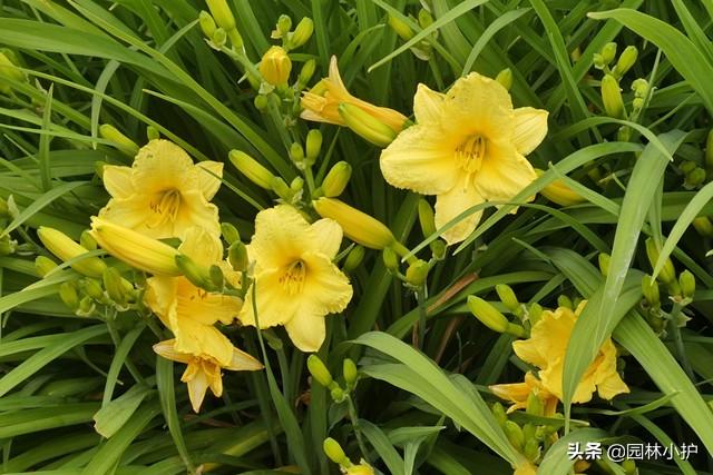 忘忧草代表什么意思，传说中的“忘忧草”（忘忧草的意思是什么）