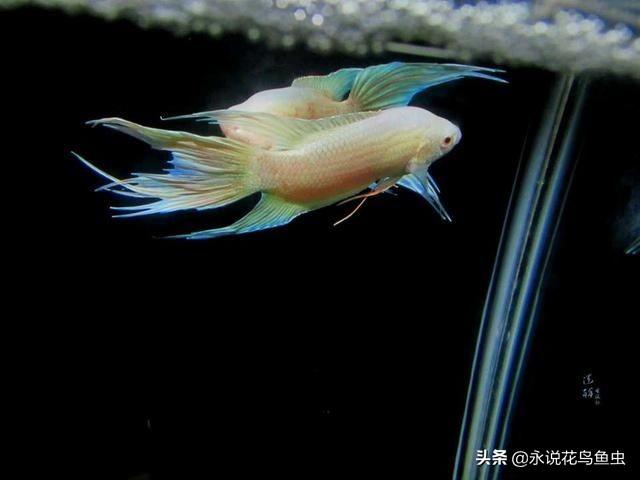 中国斗鱼好养吗怎么养，养斗鱼好吗（怎么样去饲养中国斗鱼）