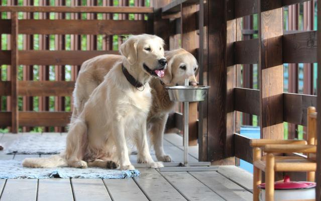 狗狗可以喝可乐吗，狗可以喝可乐么（狗狗饮食“黑名单”）