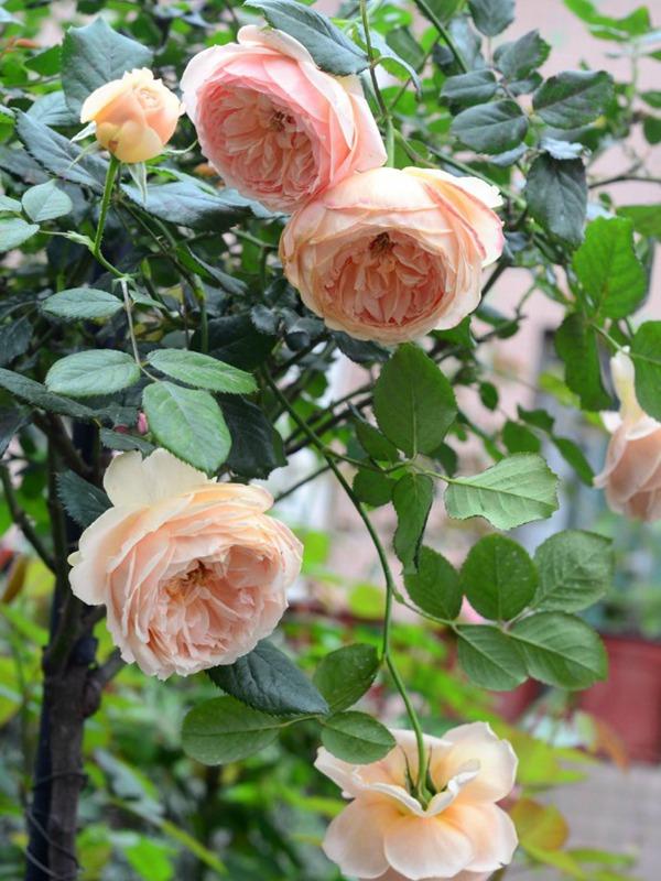 玛格丽特王妃月季，玛格丽特王妃花苞（最值得养的“月季”）