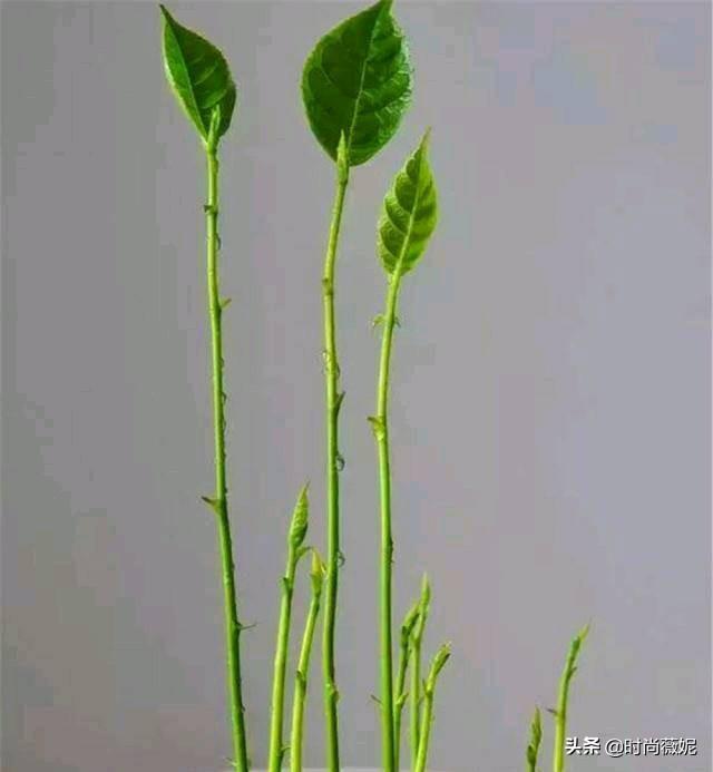 菠萝蜜种子怎么吃，菠萝蜜籽怎么吃（吃菠萝蜜留下“籽”）