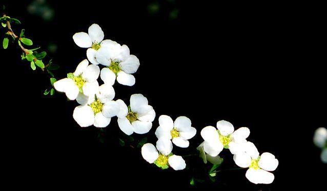 一年四季的花有几种花语，不同颜色寓意也不一样