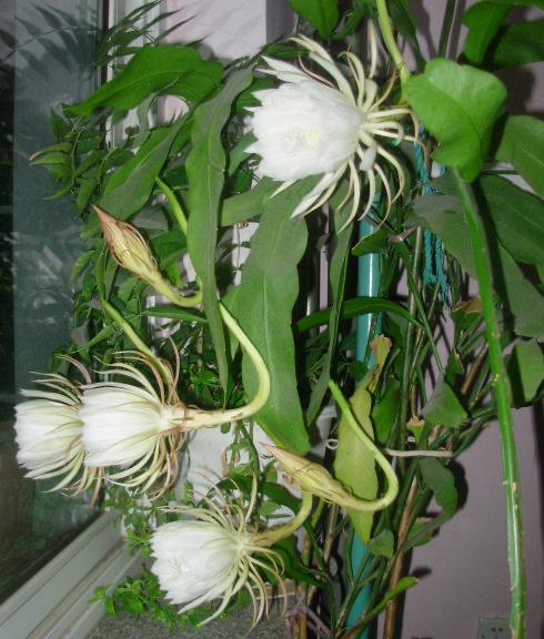 用一片叶子扦插的昙花应该怎么养，昙花整片叶子怎么扦插（用一片叶子就可以扦插一盆）