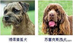 还不知道你家狗狗属于什么体型犬吗？几乎齐全了