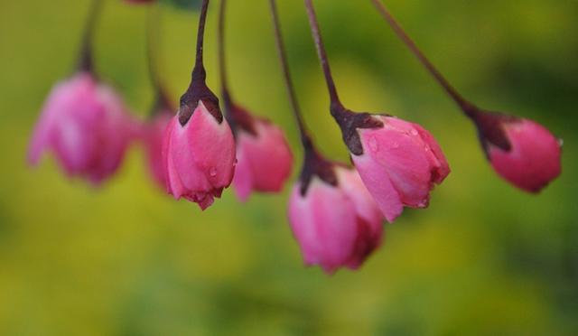 垂丝海棠花语是什么，垂丝海棠的含义（花语～垂丝海棠！）