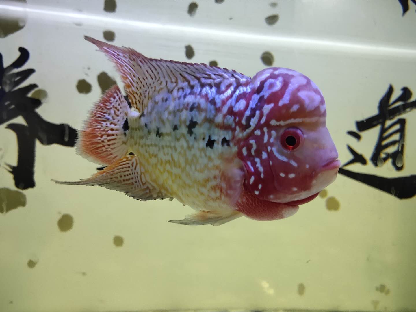 我认为,目前的罗汉鱼之所以寿命短,与不当压鱼会有