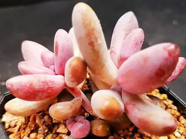 怎样才能养出叶片饱满厚实的多肉，这些叶片特别肥厚的多肉